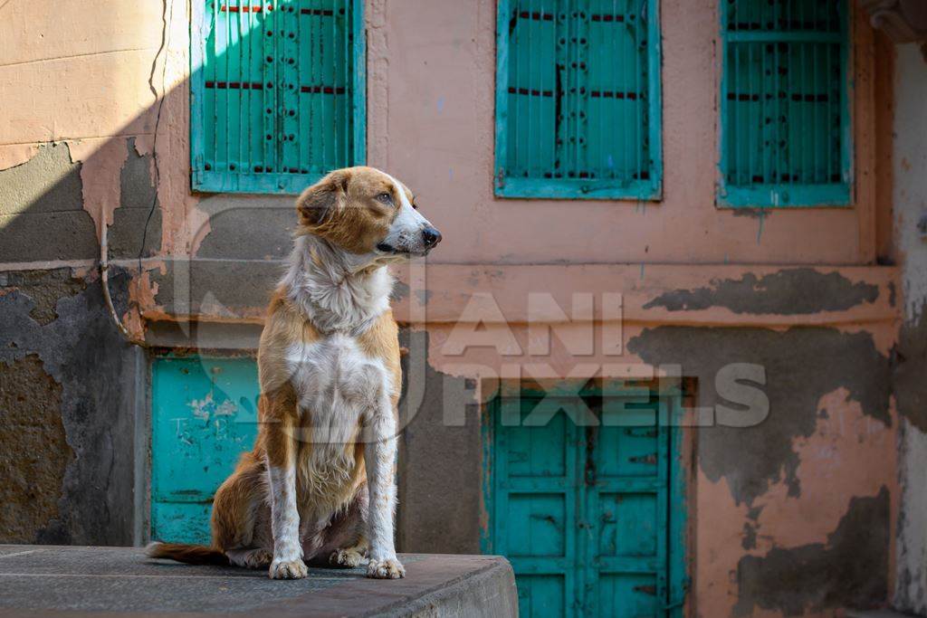 Indian street dog or stray pariah dog with orange and green background in the urban city of Jodhpur, India, 2022