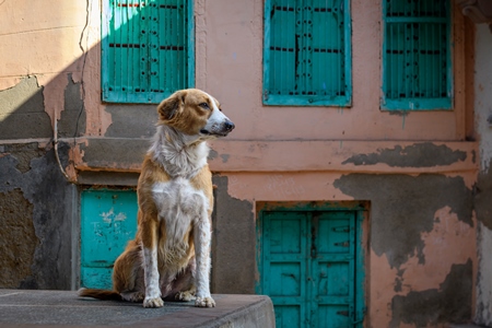 Indian street dog or stray pariah dog with orange and green background in the urban city of Jodhpur, India, 2022