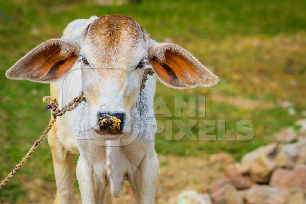 Brown and white cow in green field in town of Bodhgaya, Bihar