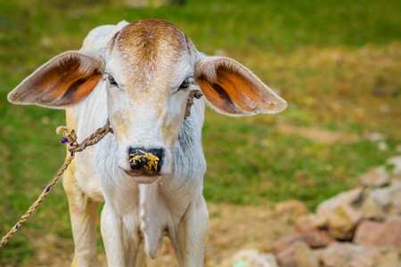 Brown and white cow in green field in town of Bodhgaya, Bihar