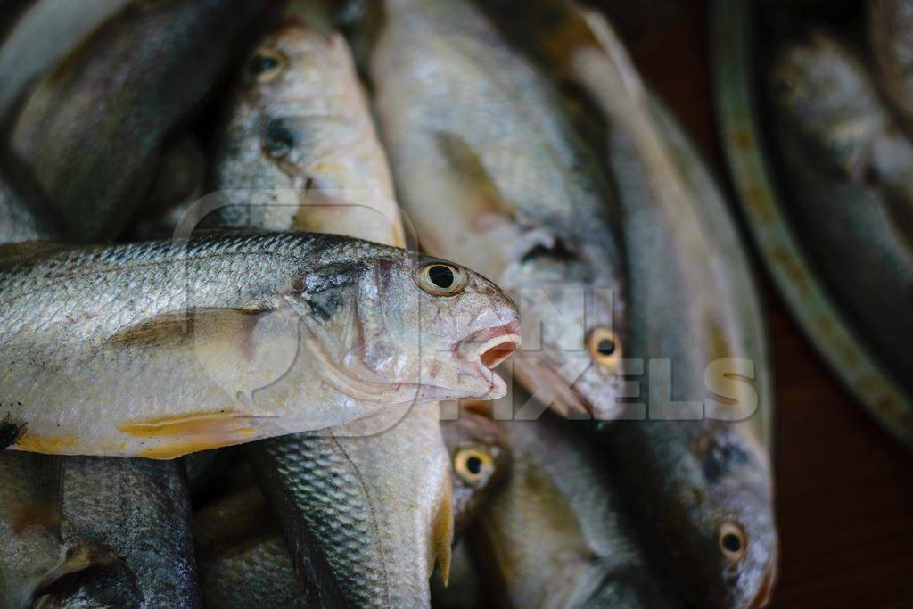 Fish gasping with open mouths on sale at a fish market