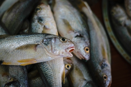 Fish gasping with open mouths on sale at a fish market