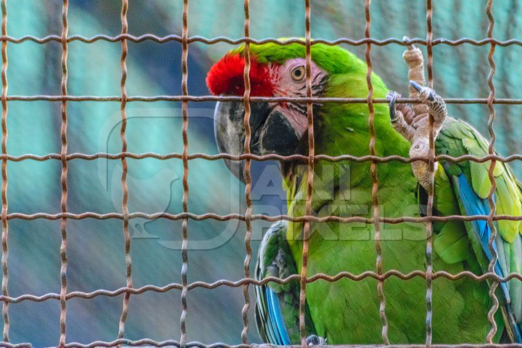 Green macaw parrot behind bars in captivity at Byculla zoo