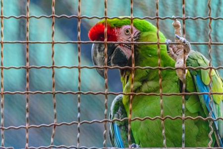Green macaw parrot behind bars in captivity at Byculla zoo