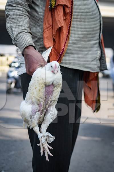 Man handling Indian broiler chicken by the wings  at Ghazipur murga mandi, Ghazipur, Delhi, India, 2022