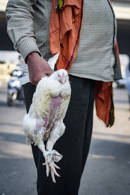 Man handling Indian broiler chicken by the wings  at Ghazipur murga mandi, Ghazipur, Delhi, India, 2022