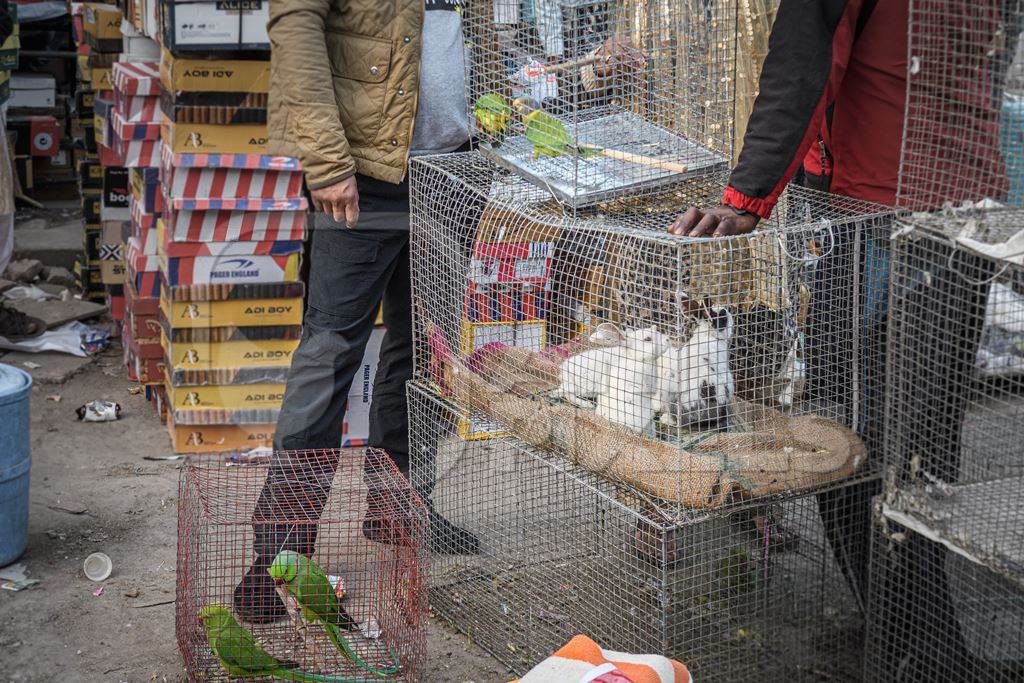 Indian parakeets in cages on sale illegally as pets at Kabootar market in Delhi, India, 2022, in contravention of the Wildlife Protection Act, 1972