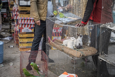 Indian parakeets in cages on sale illegally as pets at Kabootar market in Delhi, India, 2022, in contravention of the Wildlife Protection Act, 1972