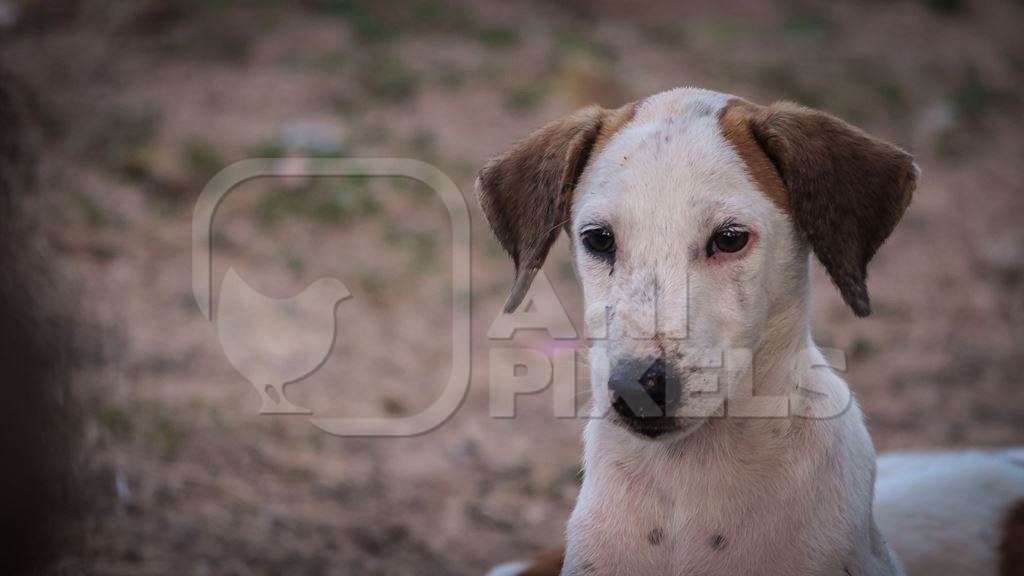 One Indian stray or street puppy dog on the street in urban environment in India