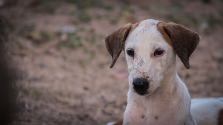 One Indian stray or street puppy dog on the street in urban environment in India