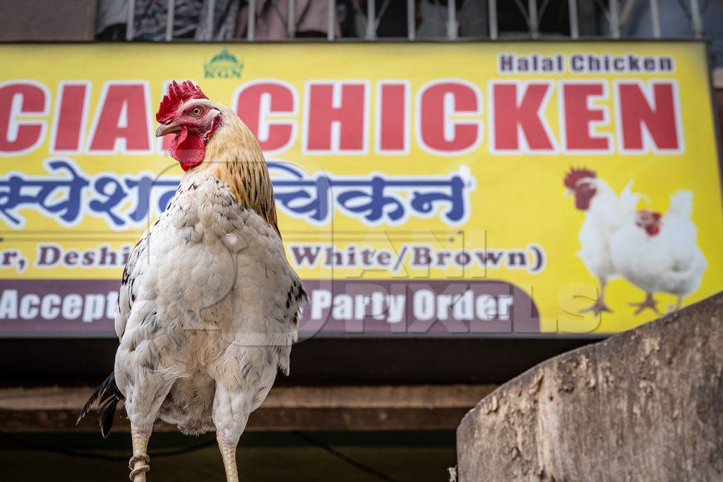 Rooster or cockerel chicken tied up outside chicken meat poultry shop in urban city in Maharashtra, India, 2021