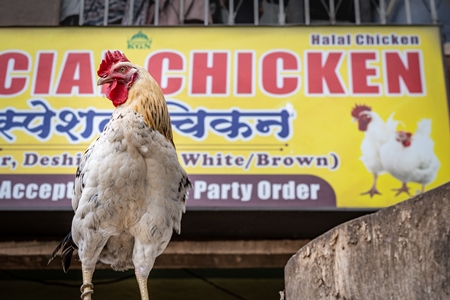 Rooster or cockerel chicken tied up outside chicken meat poultry shop in urban city in Maharashtra, India, 2021