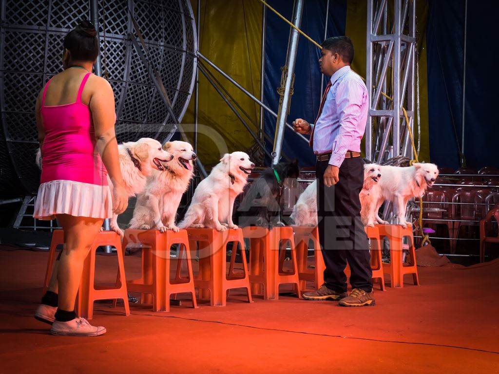 Performing dogs sitting in a row on stools at a show by Rambo Circus in Pune, Maharashtra, India, 2021
