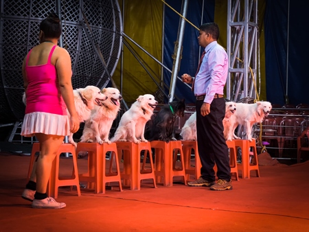 Performing dogs sitting in a row on stools at a show by Rambo Circus in Pune, Maharashtra, India, 2021