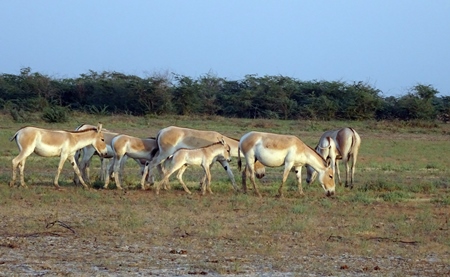 Herd of wild ass in field in Rann of Kutch in Gujurat