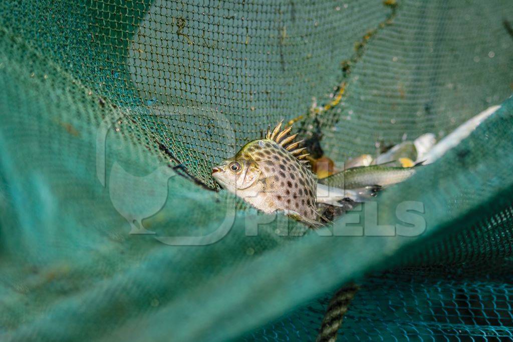 Fish in fishing net at the Kochi fishing harbour