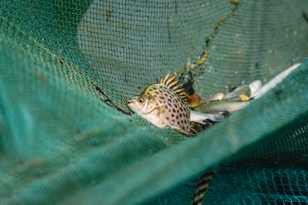 Fish in fishing net at the Kochi fishing harbour