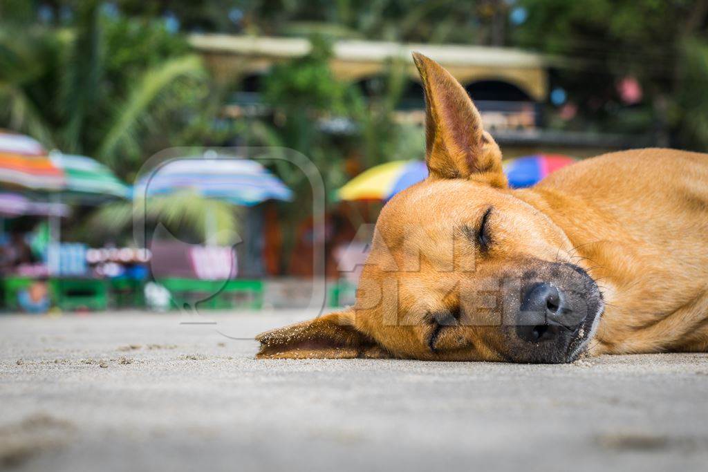 Face of brown dog with notch in ear sleeping on the beach at Arambol, Goa