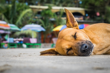 Face of brown dog with notch in ear sleeping on the beach at Arambol, Goa