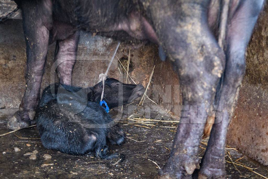 Farmed Indian buffalo calf tied up with mother on an urban dairy farm or tabela, Aarey milk colony, Mumbai, India, 2023