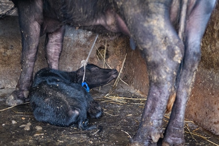 Farmed Indian buffalo calf tied up with mother on an urban dairy farm or tabela, Aarey milk colony, Mumbai, India, 2023