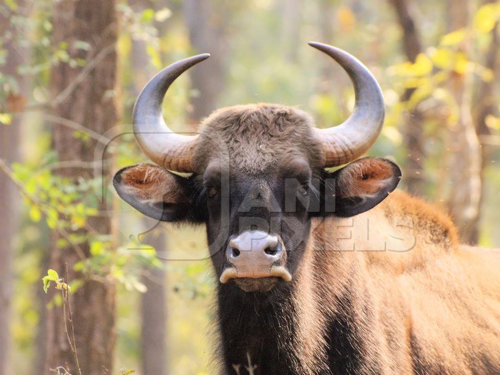 Face of guar also called Indian bison in forest