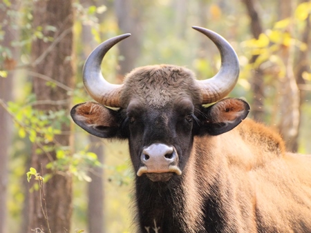 Face of guar also called Indian bison in forest