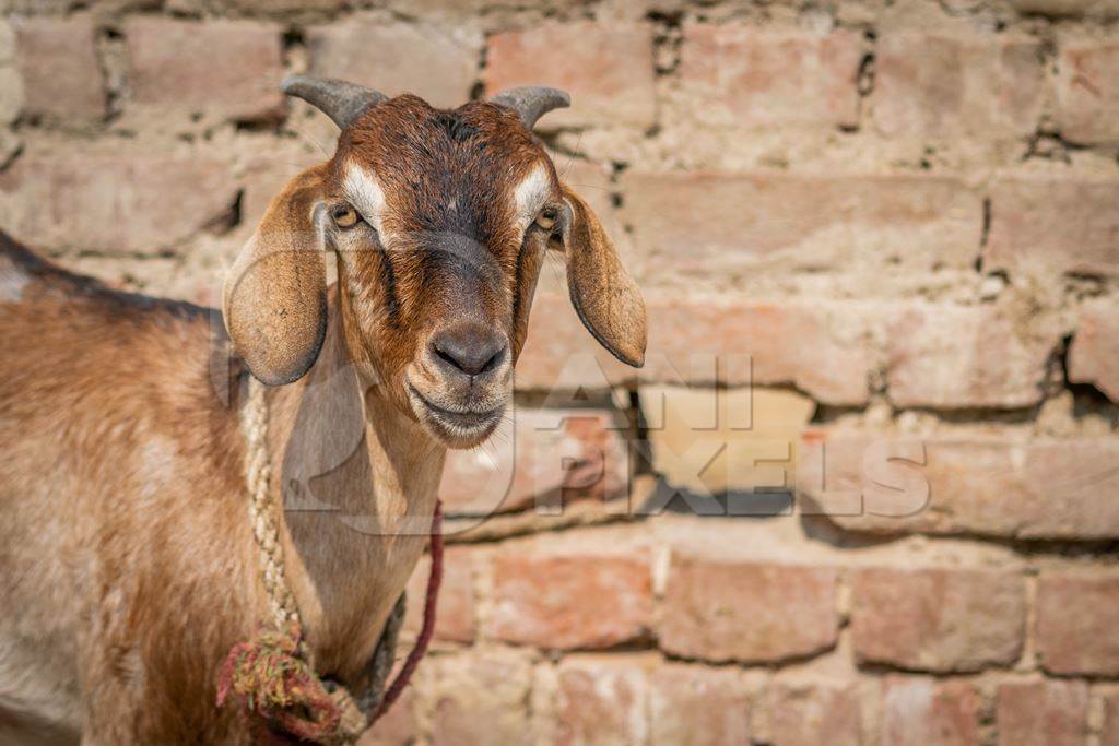 Photo of brown goat with wall background in village in rural Bihar