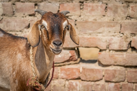 Photo of brown goat with wall background in village in rural Bihar