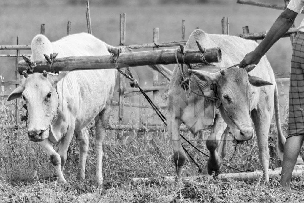 Two working bullocks in harness pulling plough through field with farmer