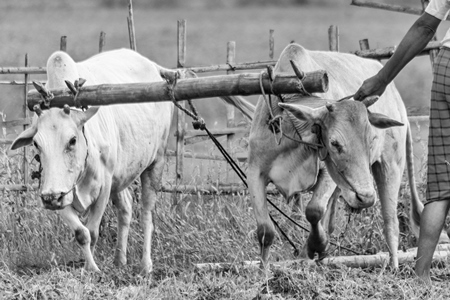 Two working bullocks in harness pulling plough through field with farmer