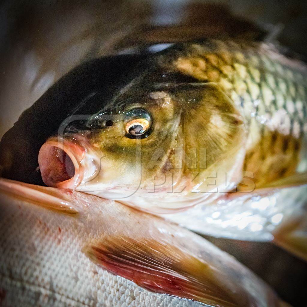 Alive fish on sale gasping in distress at the Mothers