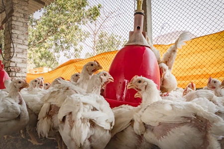 Indian broiler chickens packed in a shed on a poultry farm in Maharashtra in India, 2021