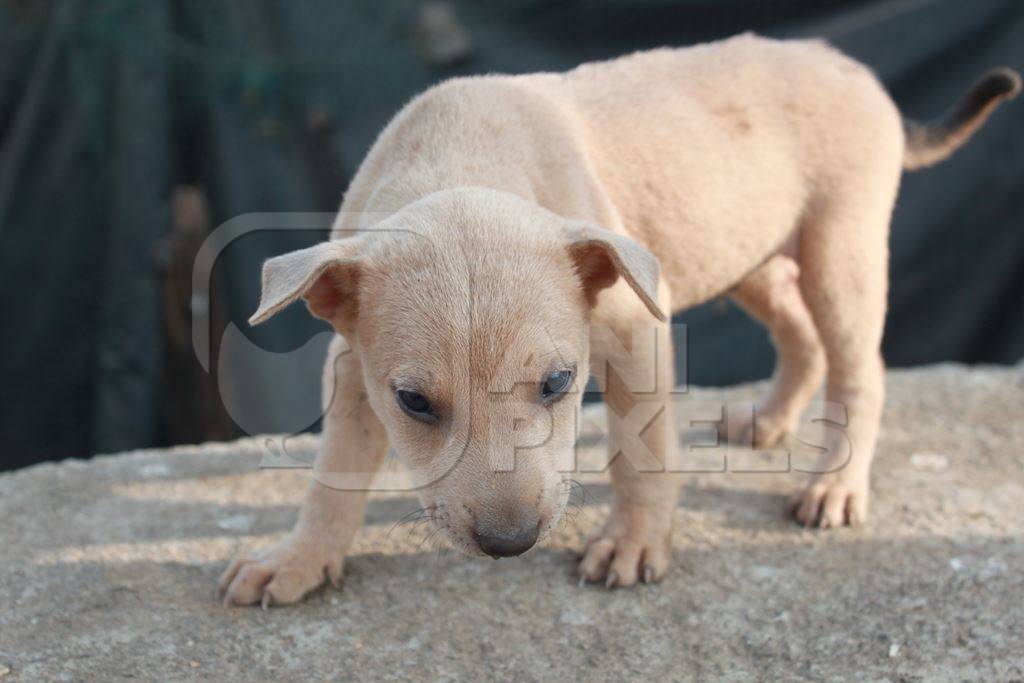 Small brown street puppy