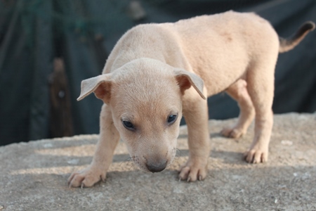 Small brown street puppy