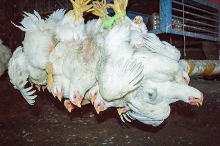 Broiler chickens hanging upside down being unloaded from transport trucks near Crawford meat market in Mumbai