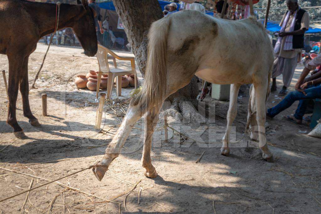 Horses tied up and hobbled at Sonepur horse fair or mela in rural Bihar, India