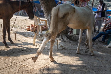 Horses tied up and hobbled at Sonepur horse fair or mela in rural Bihar, India