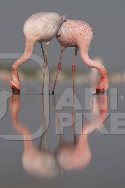 Two pink lesser flamingoes with beaks in water