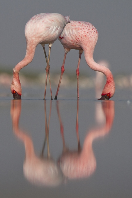 Two pink lesser flamingoes with beaks in water