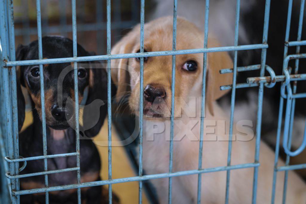 Pedigree breed puppies kept in the dark in cage on sale at Crawford pet market