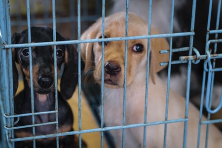 Pedigree breed puppies kept in the dark in cage on sale at Crawford pet market