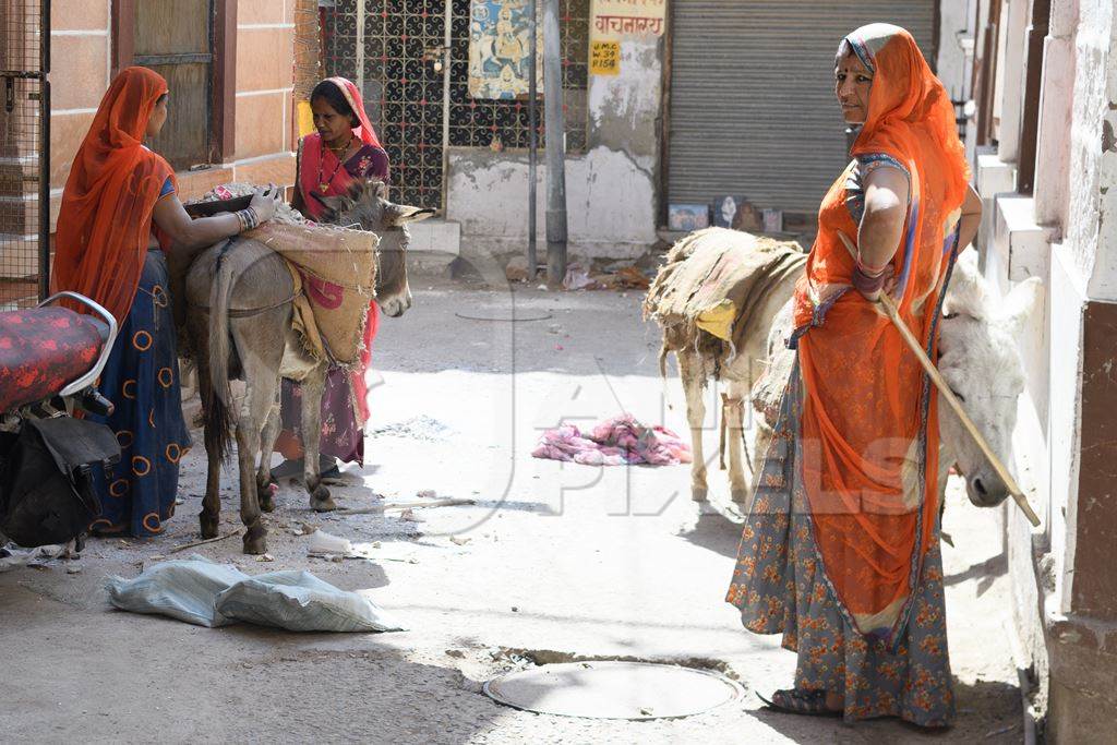 Working Indian donkeys used for animal labour to carry construction materials, Jodhpur, India, 2022