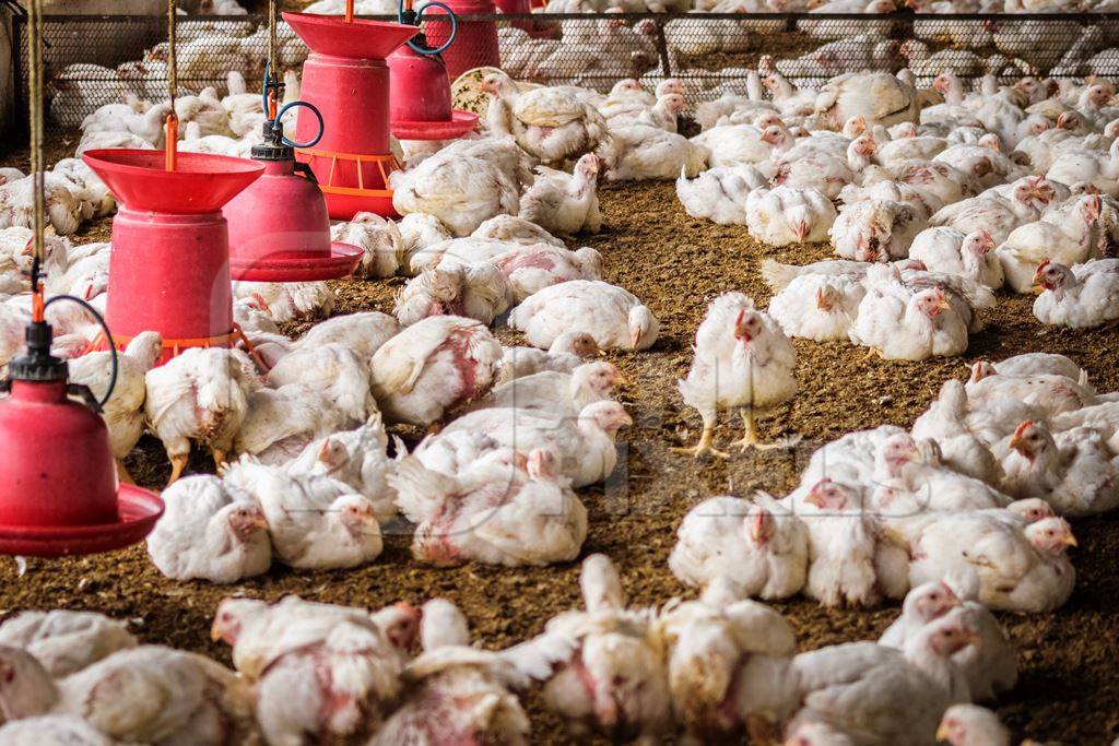 White broiler chickens raised for meat on a large poultry broiler farm in Maharashtra in India