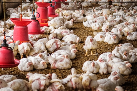 White broiler chickens raised for meat on a large poultry broiler farm in Maharashtra in India