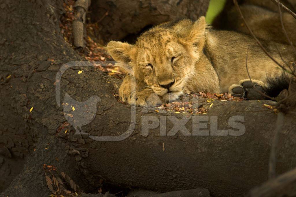 Asiatic lion cub in Gir National Park