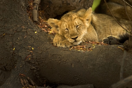 Asiatic lion cub in Gir National Park