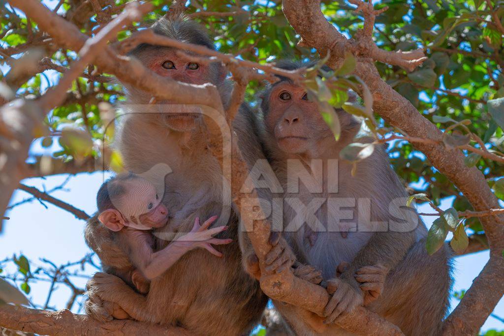 Photo of Indian macaque monkeys sitting in trees in rural Maharashtra