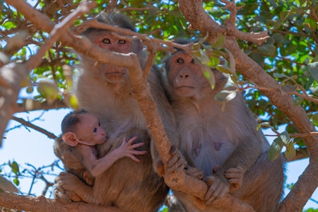 Photo of Indian macaque monkeys sitting in trees in rural Maharashtra
