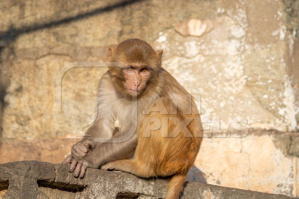 Photo of one Indian macaque monkey at Galta Ji monkey temple near Jaipur in Rajasthan in India